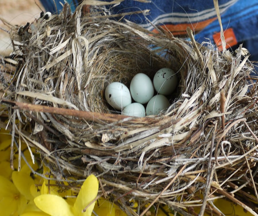 Who S Your Daddy Build A Little Bird House In Soul