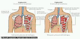 Mecánica Respiratoria