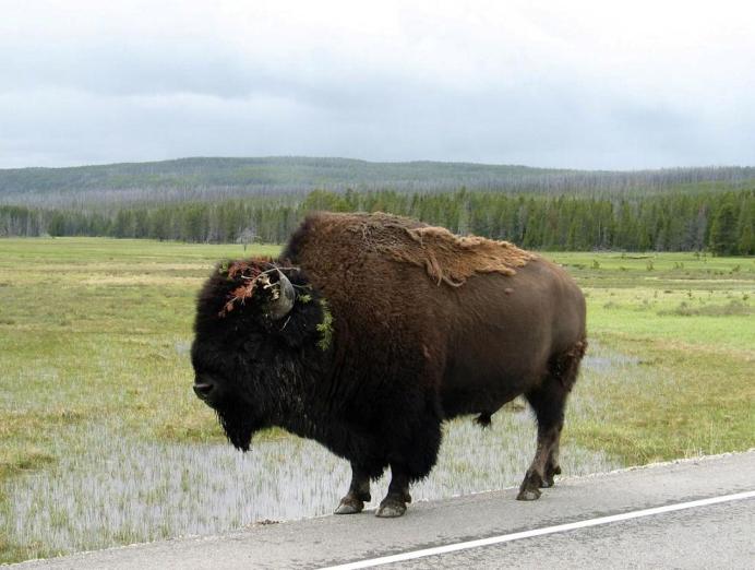[yellowstone-buffalo.jpg]