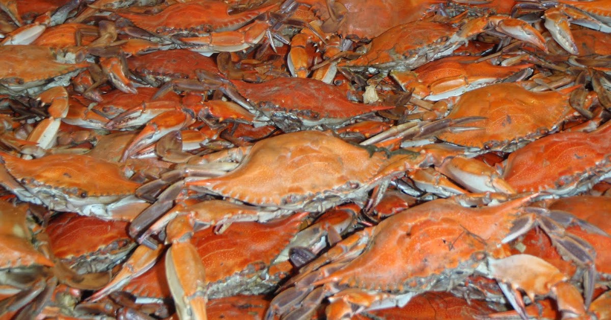 That's What She Fed: We love crab picking...