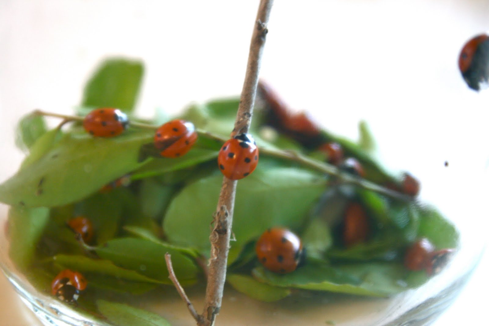 Get Rid of Pesty Insects Naturally Home Stories A to Z