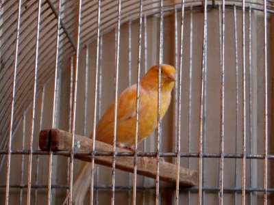 [Passarinho_na_gaiola.jpg]