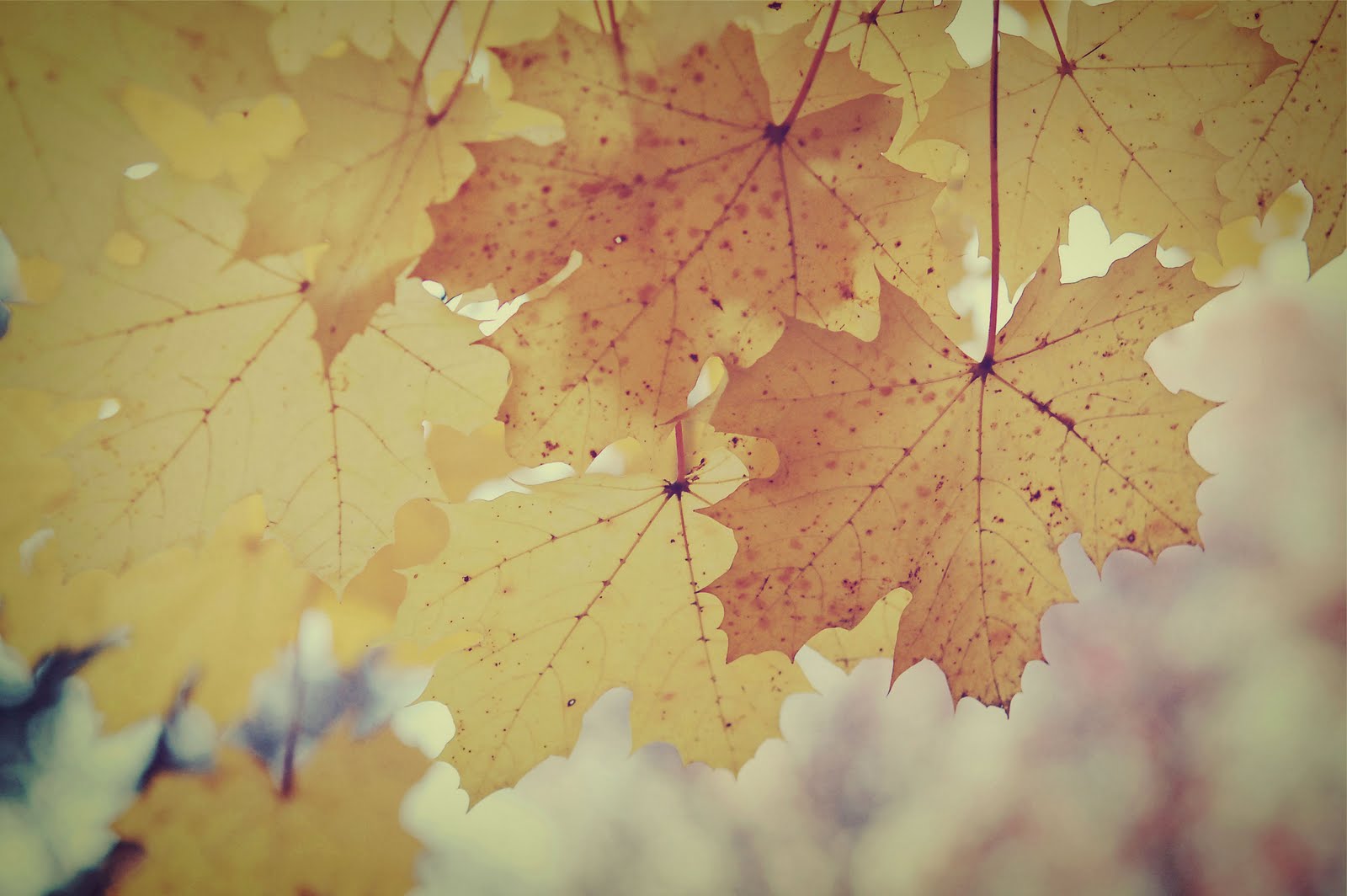 carpe diem wallpaper carpe diem wallpaper