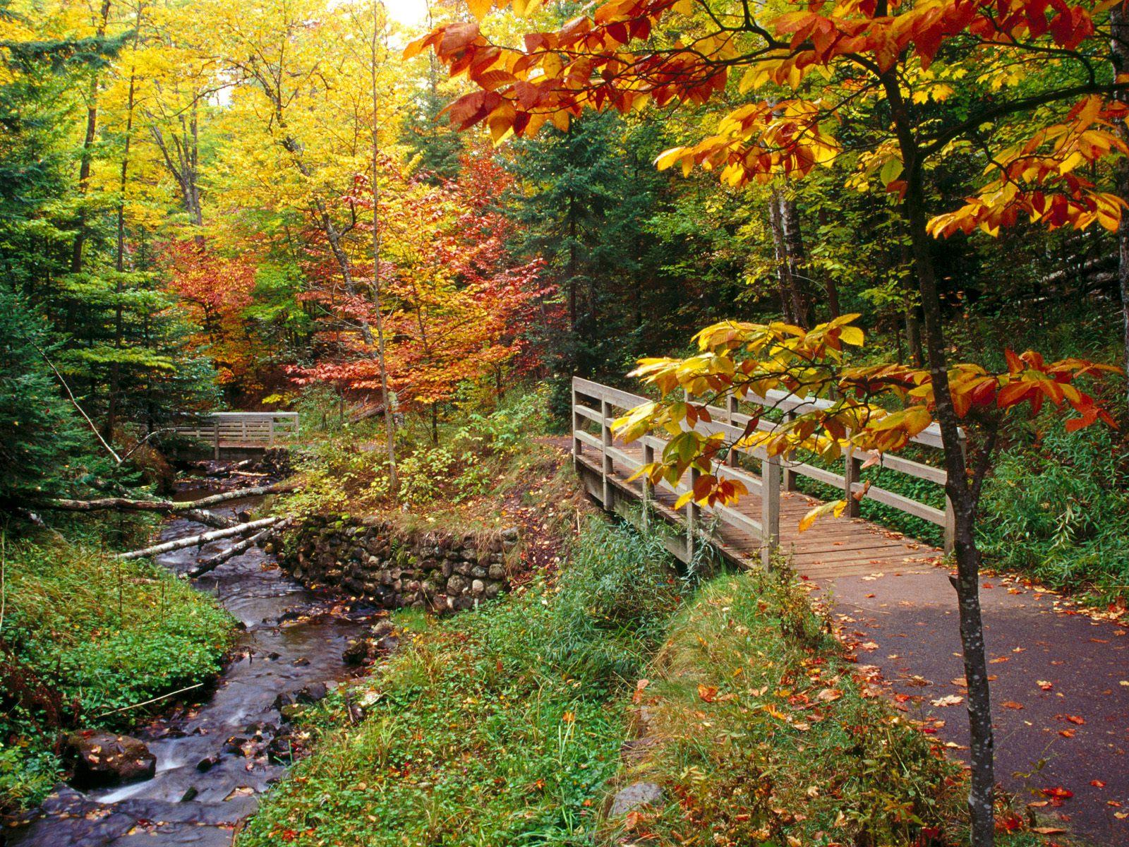 Leaves Of Fall