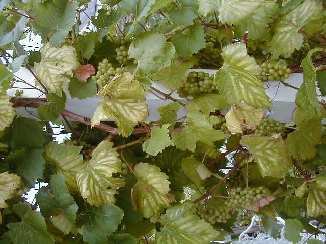 [Grapes.JPG]