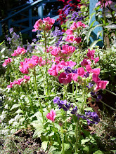 Raspberry Nemesia