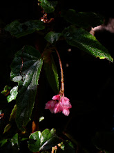 Angel Wing Begonia