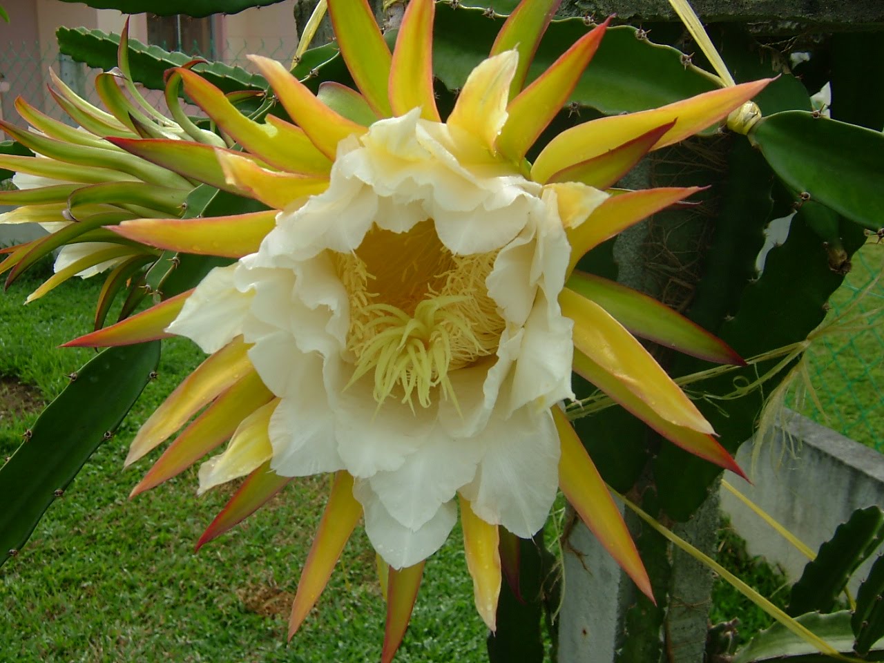 Dragon+fruit+plant+how+to+grow