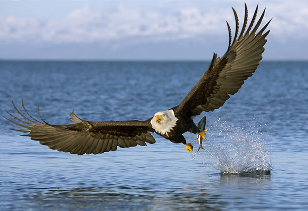 Bald Eagle