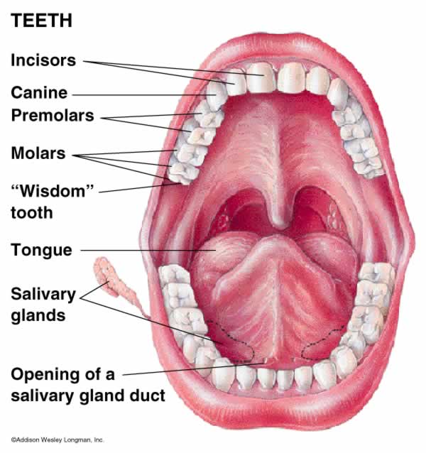 Teeth In Human Mouth 33