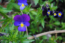 Viola, Violets and Pansies