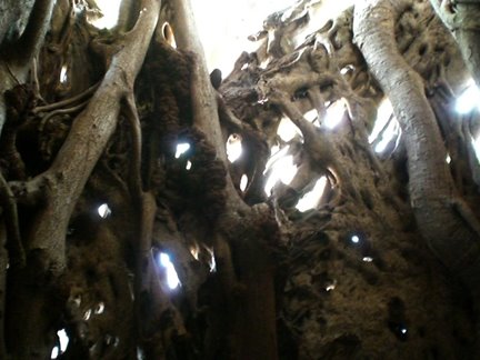 [22insideTree.JPG]