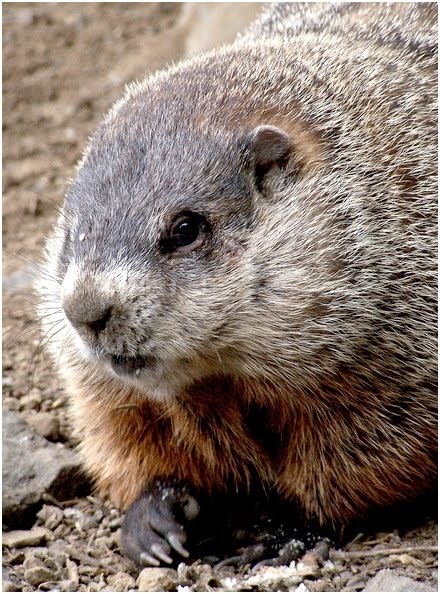 groundhog day in canada groundhog day groundhog day in canada groundhog day