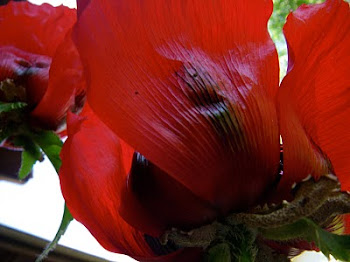 Red Poppies