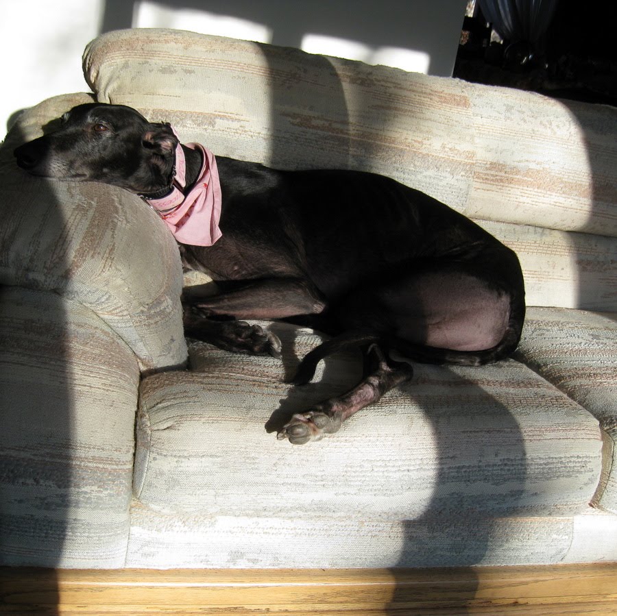 [pixie+couch+1.JPG]