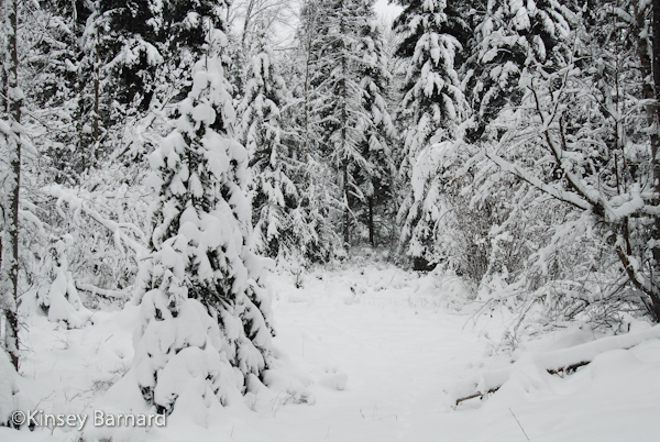 Montana Winter at the Sanctuary