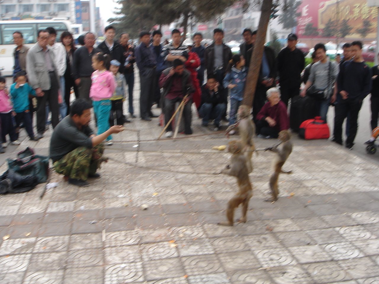 [2008+Abril+19+China+Beijing+Chengde+Espectáculo+de+monos+-+2.jpg]
