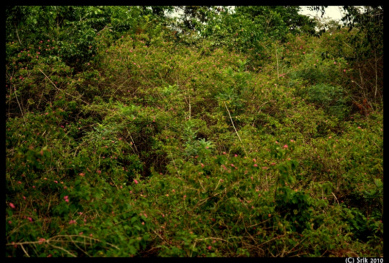 Practical Biology Science For Everyone Looking Into Midwestern