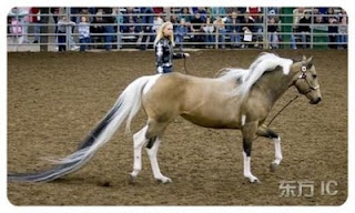 Sadakatin Temsilcisi Atlar (Equidae) - At Resimleri (2. Katalog)
