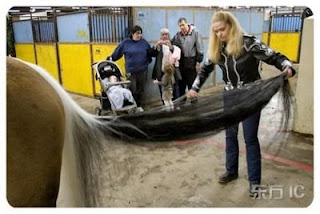 Sadakatin Temsilcisi Atlar (Equidae) - At Resimleri (2. Katalog)