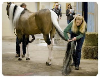 Sadakatin Temsilcisi Atlar (Equidae) - At Resimleri (2. Katalog)