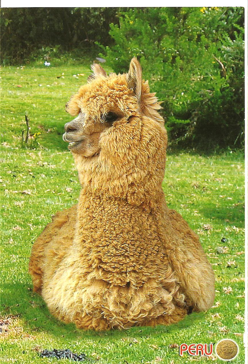 Alpaca In Peru