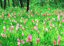 Krajiaw flower field