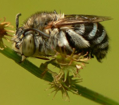 Bees Australia