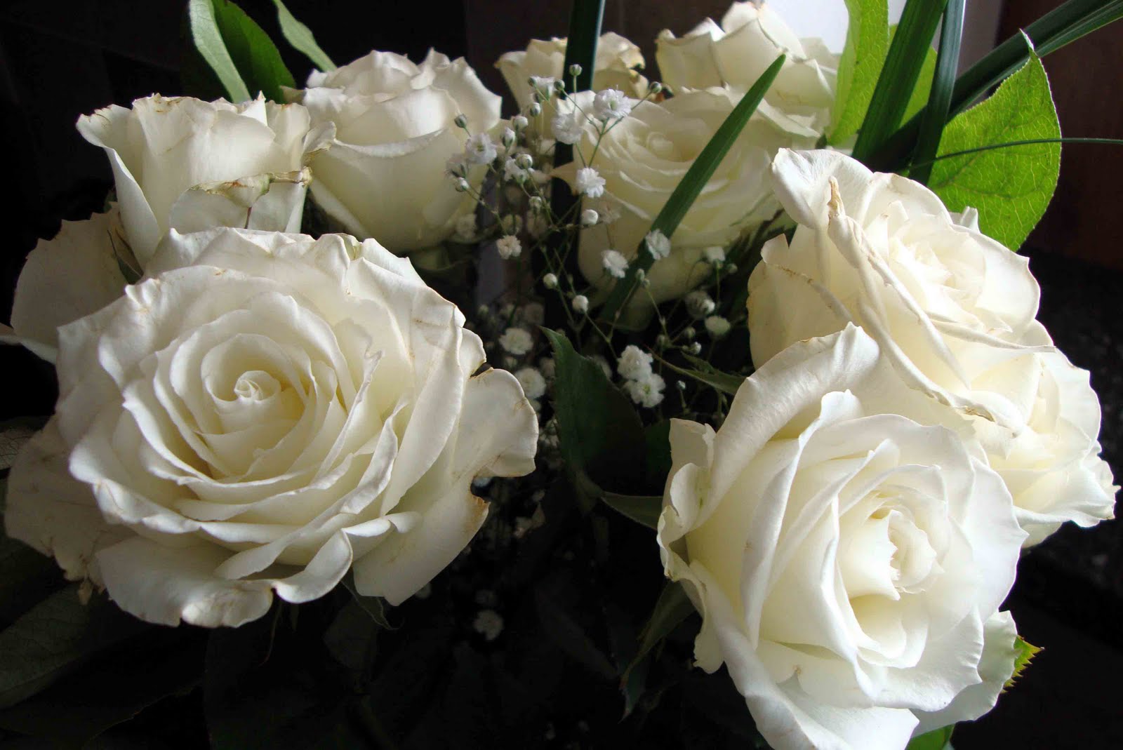 [rose+1.jpg]