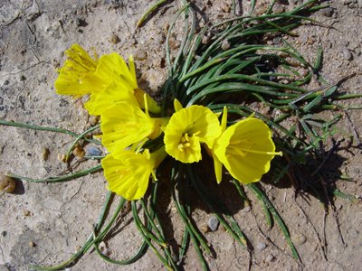 [floramarela.jpg]