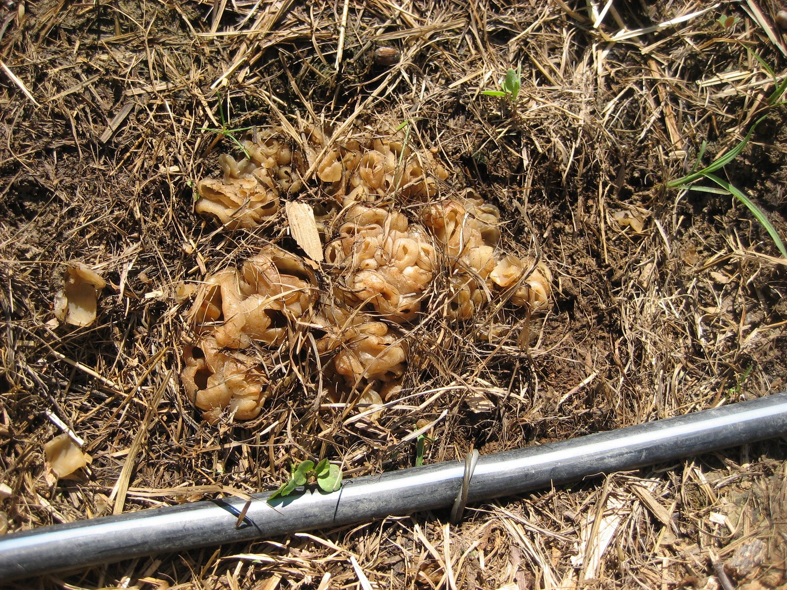 [060609+fungus.JPG]