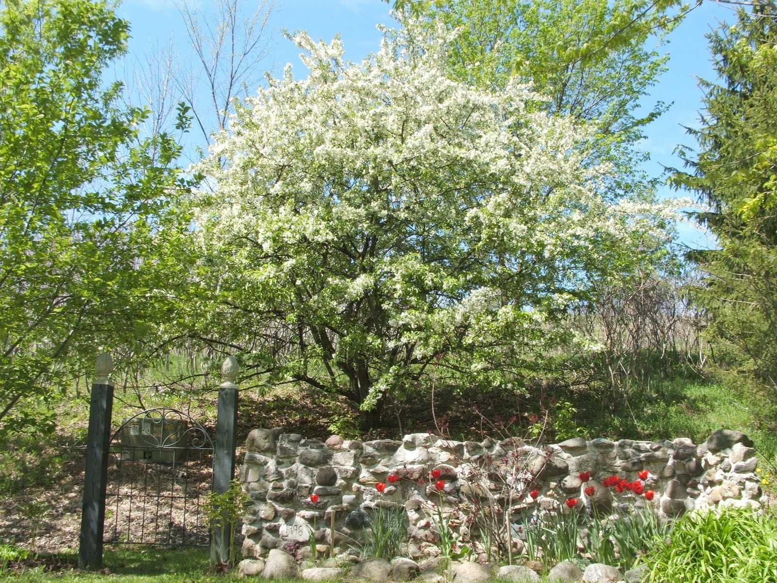 Stone Apple