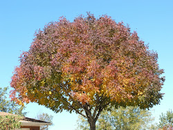 Purple Plum Ash Tree
