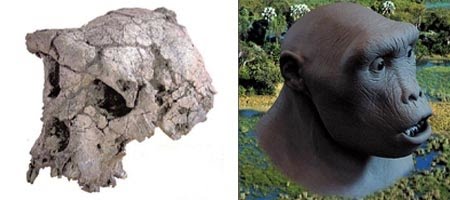 [sahelanthropus.jpg]