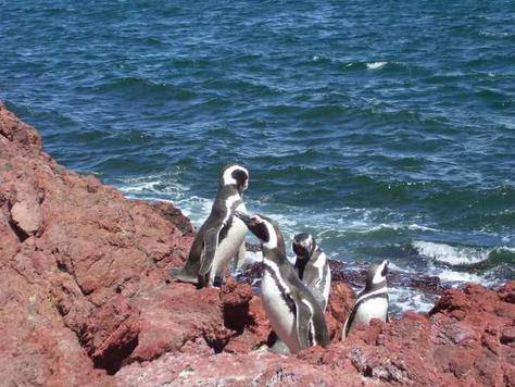 [p294925-Puerto_Madryn_Argentina-Magellanic_Penguins_at_the_Punta_Tomba_Penguin_Rookery_Argentina[1].jpg]