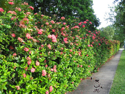 Crabapple Landscapexperts Hedge Pruning Tips