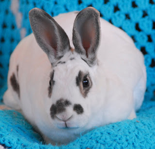 white mini rex
