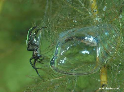 Argyroneta Aquatica Argyroneta Aquatica