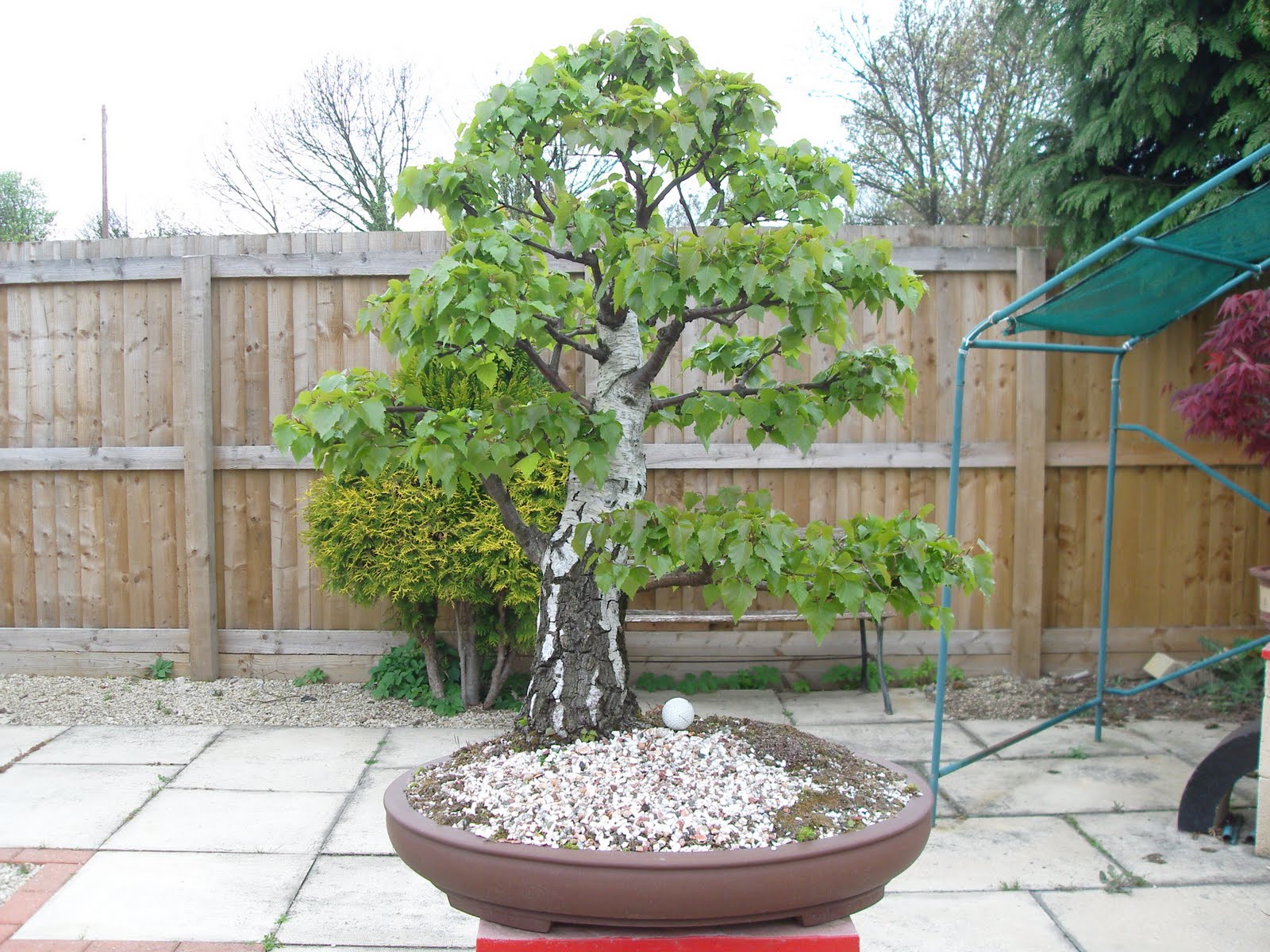 Graham's Bonsai Silver Birch