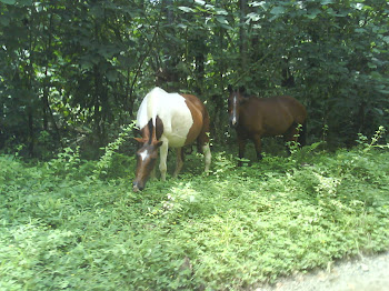 Caballos