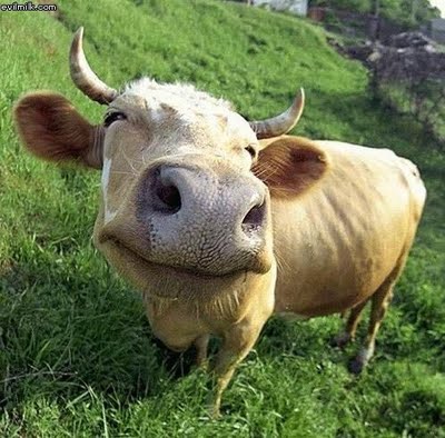 Happy cow