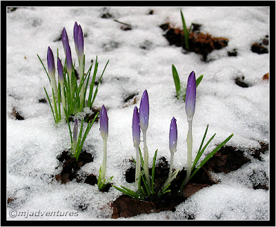 crocus in snow