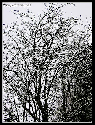 Pear tree under snow