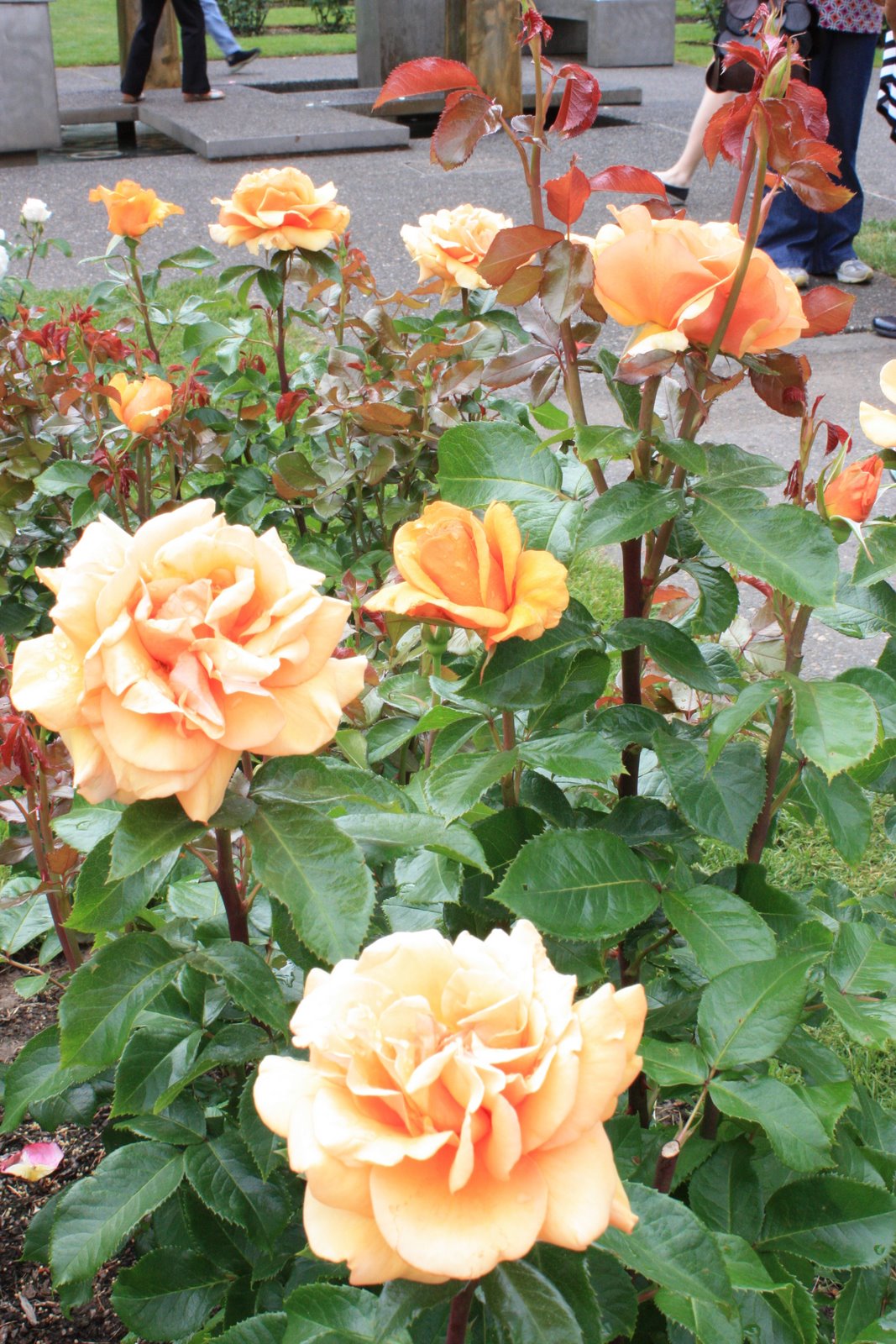 [Rose+Garden+June+2009+085.JPG]