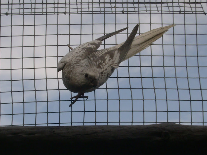 caturras face branca