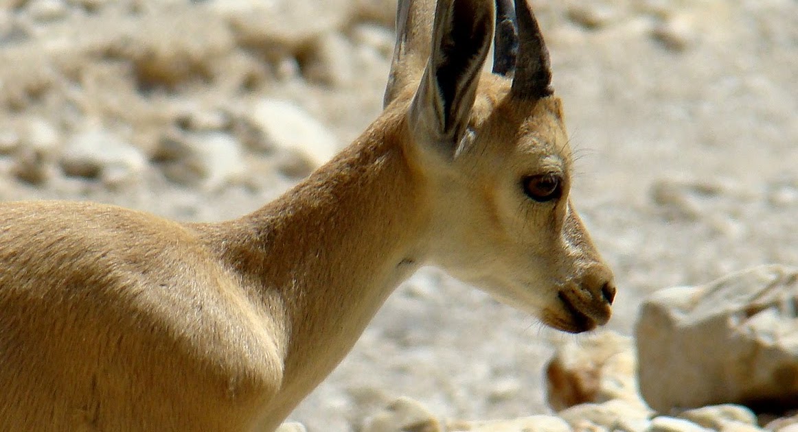 PazzaPazza YAEL What's in a name?