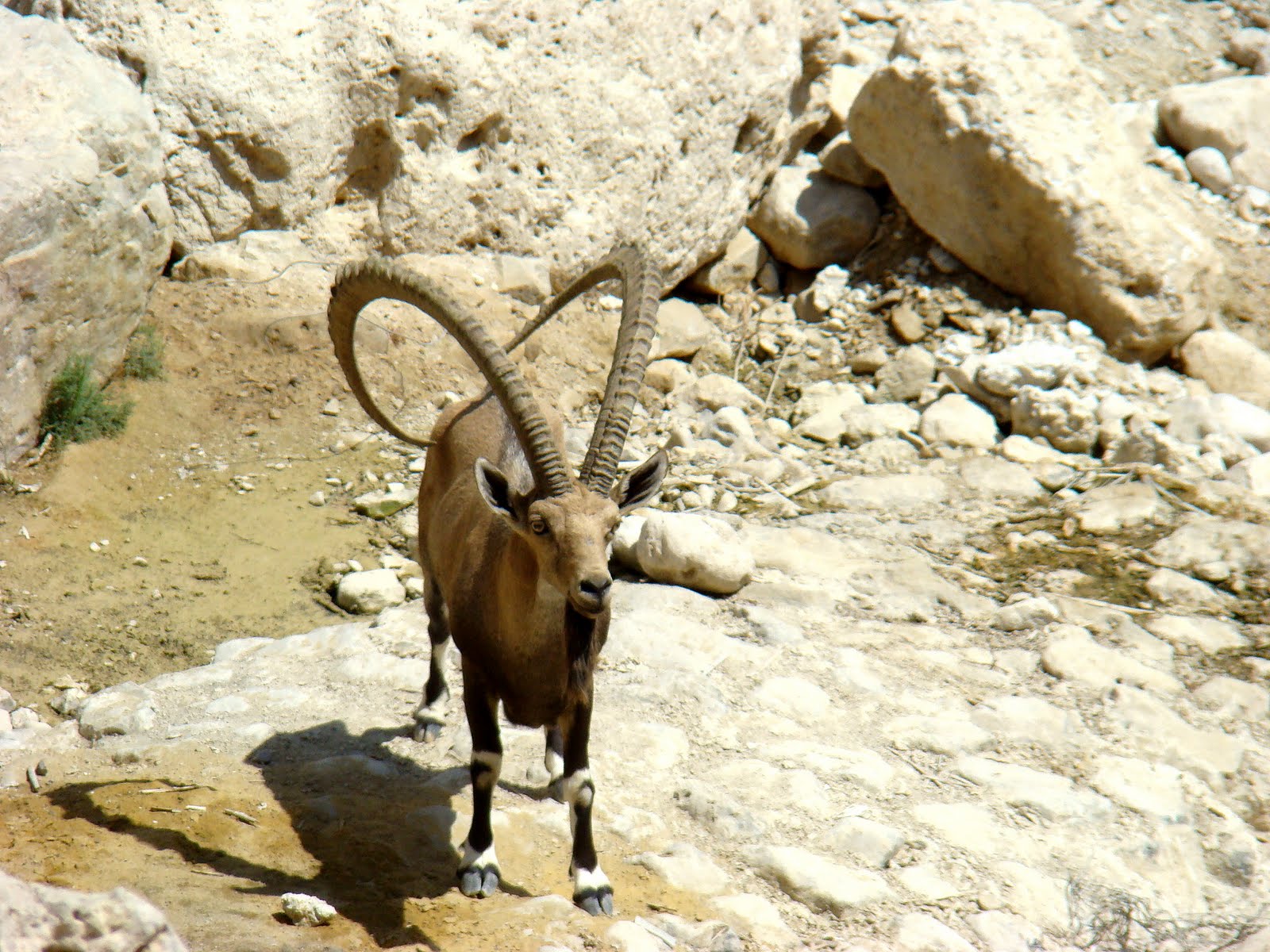 PazzaPazza YAEL What's in a name?