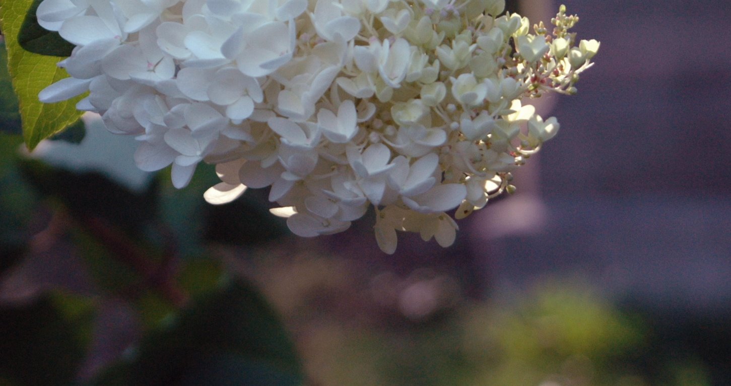 [DSC_6469_2.JPG]