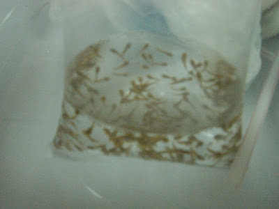 anak haruan