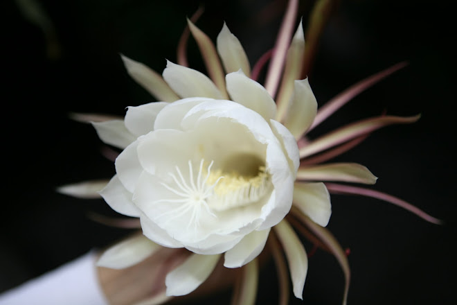 Night Cactus Flower